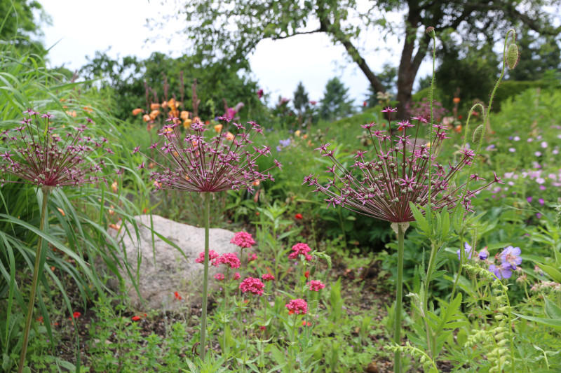 Blumenbeet mit Spornblume und Allium Loki Schmidt-Garten Hamburg